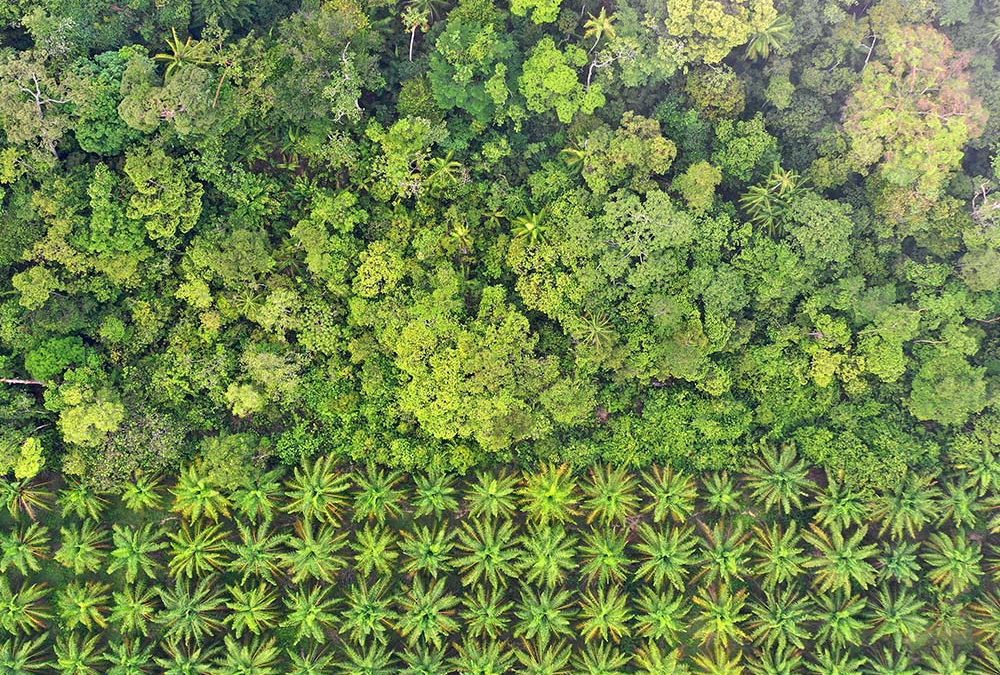 Following the Palm Oil from a Harmful Plantation in Indonesia