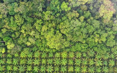 À la poursuite de l'huile de palme d'une plantation nuisible en Indonésie